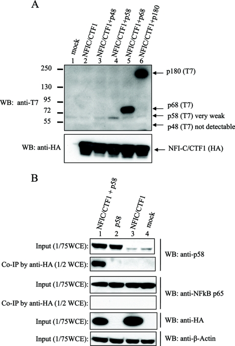 Fig 8