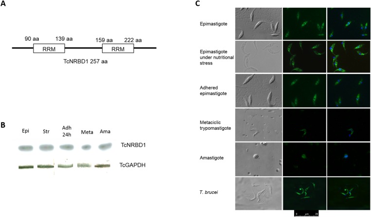 Fig 2