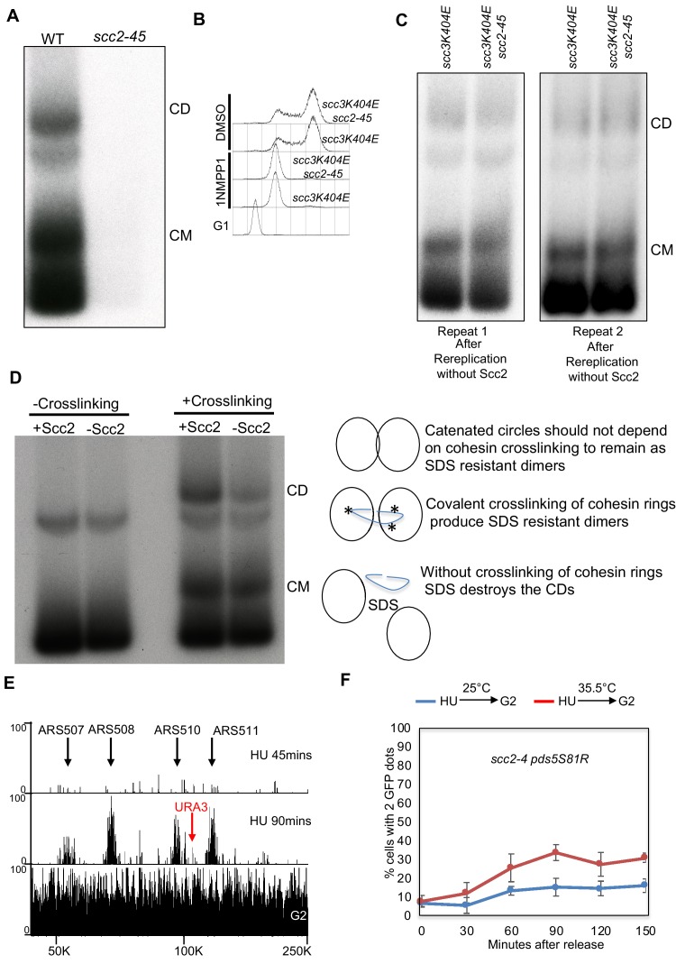 Figure 7—figure supplement 1.