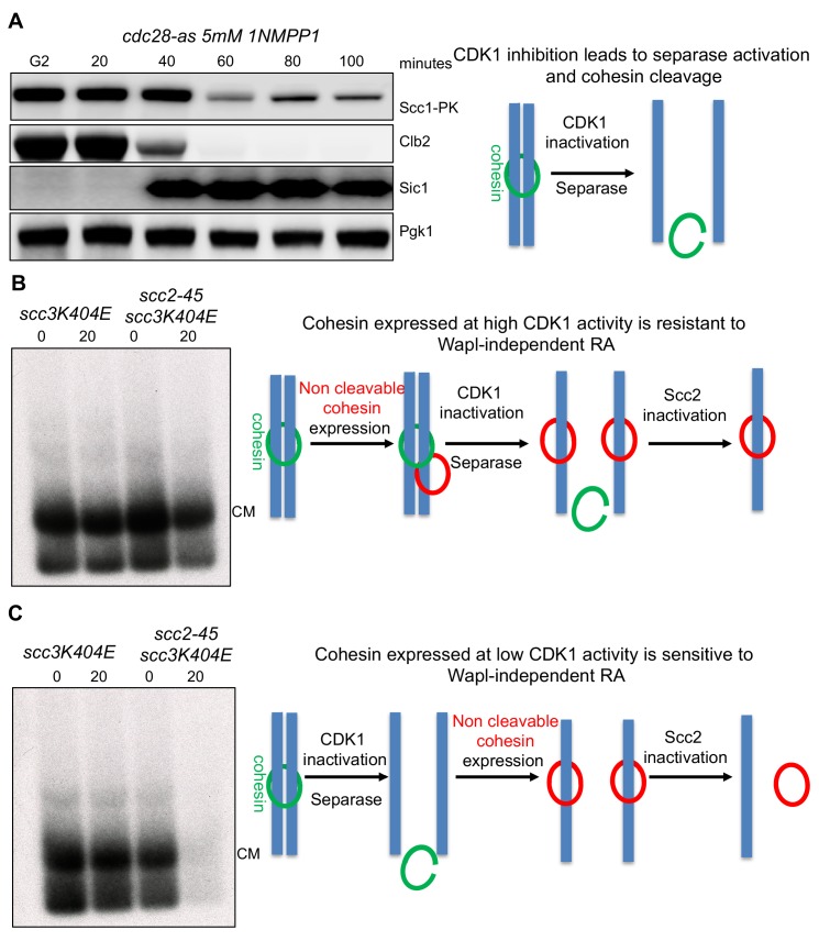 Figure 6.