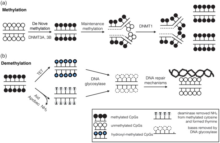 FIGURE 1: