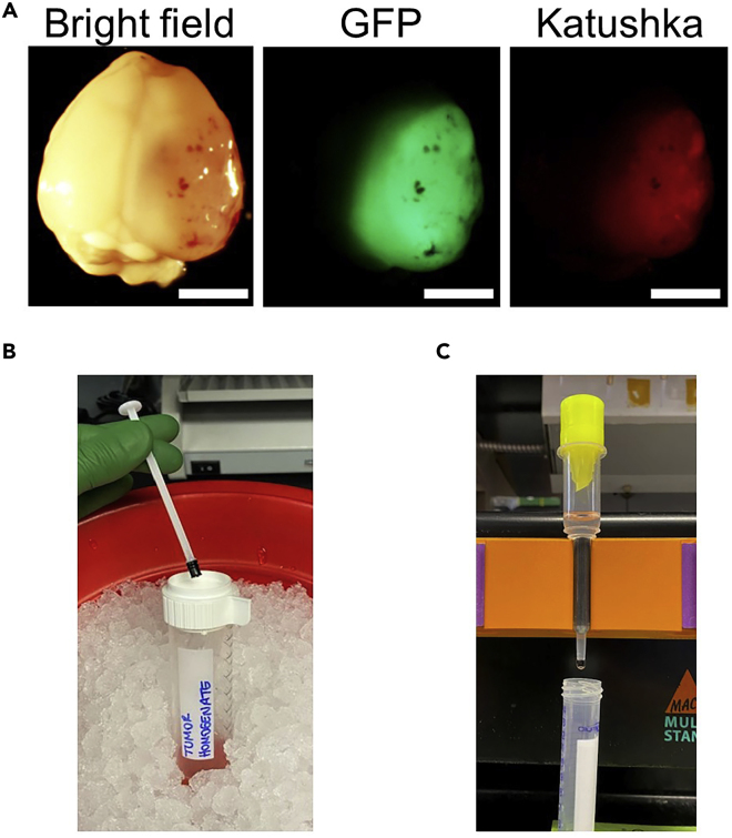 Figure 2