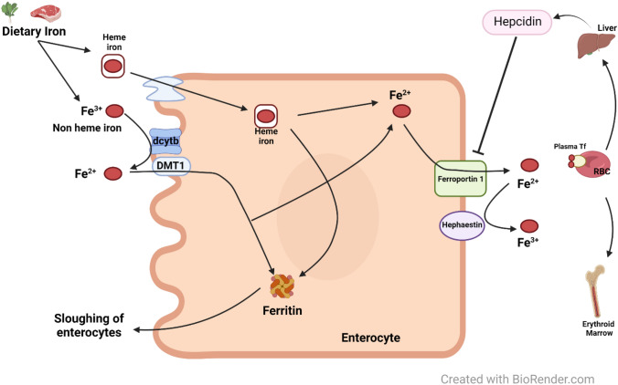 Fig. 1