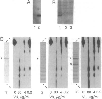 graphic file with name pnas01140-0028-a.jpg