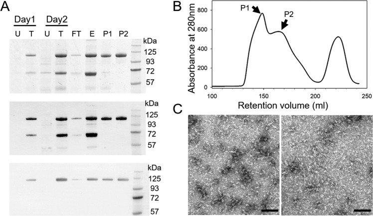 FIG 1