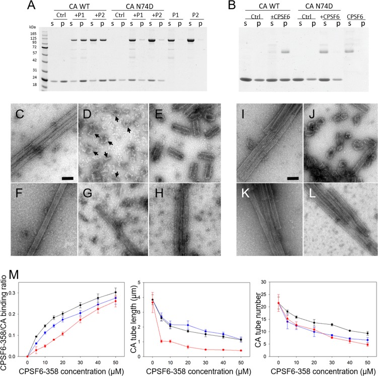 FIG 3