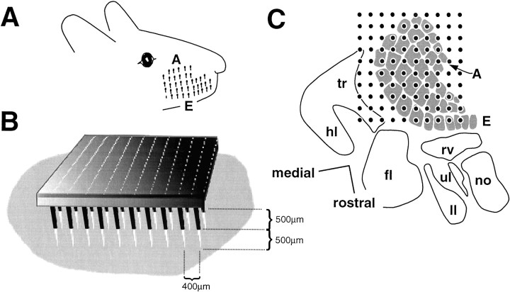 Fig. 1.