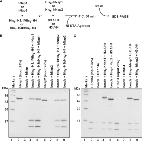 Figure 3.