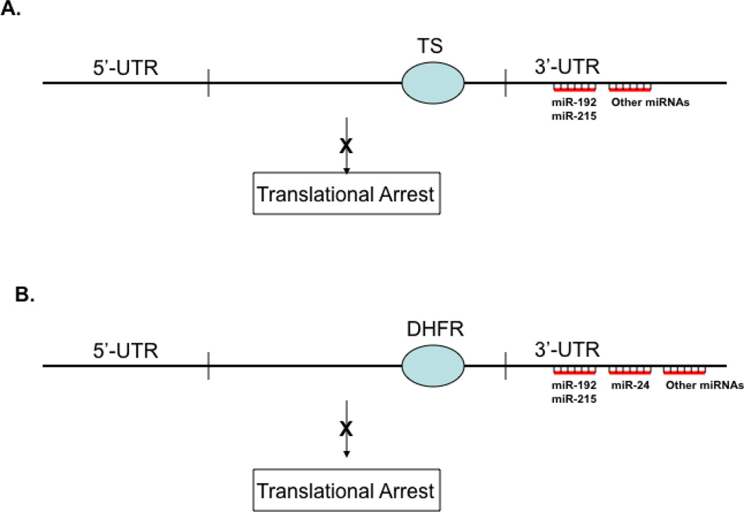 Fig. (1)