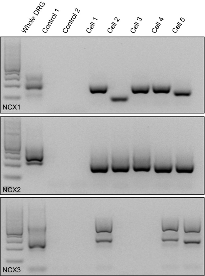 Figure 5