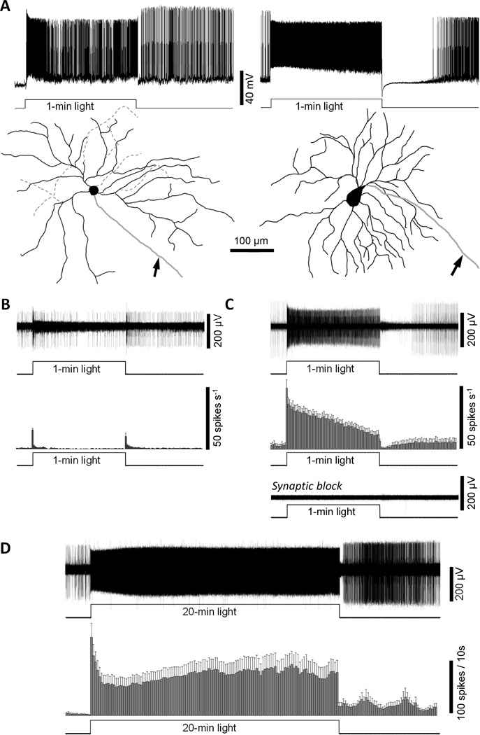 Fig. 5