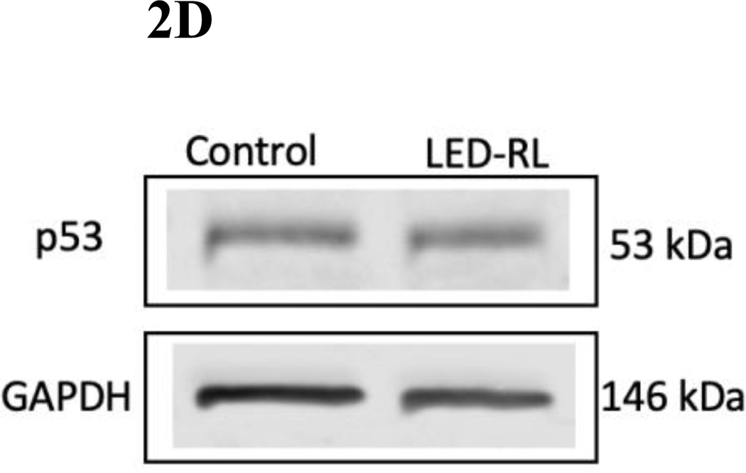 Figure 2A