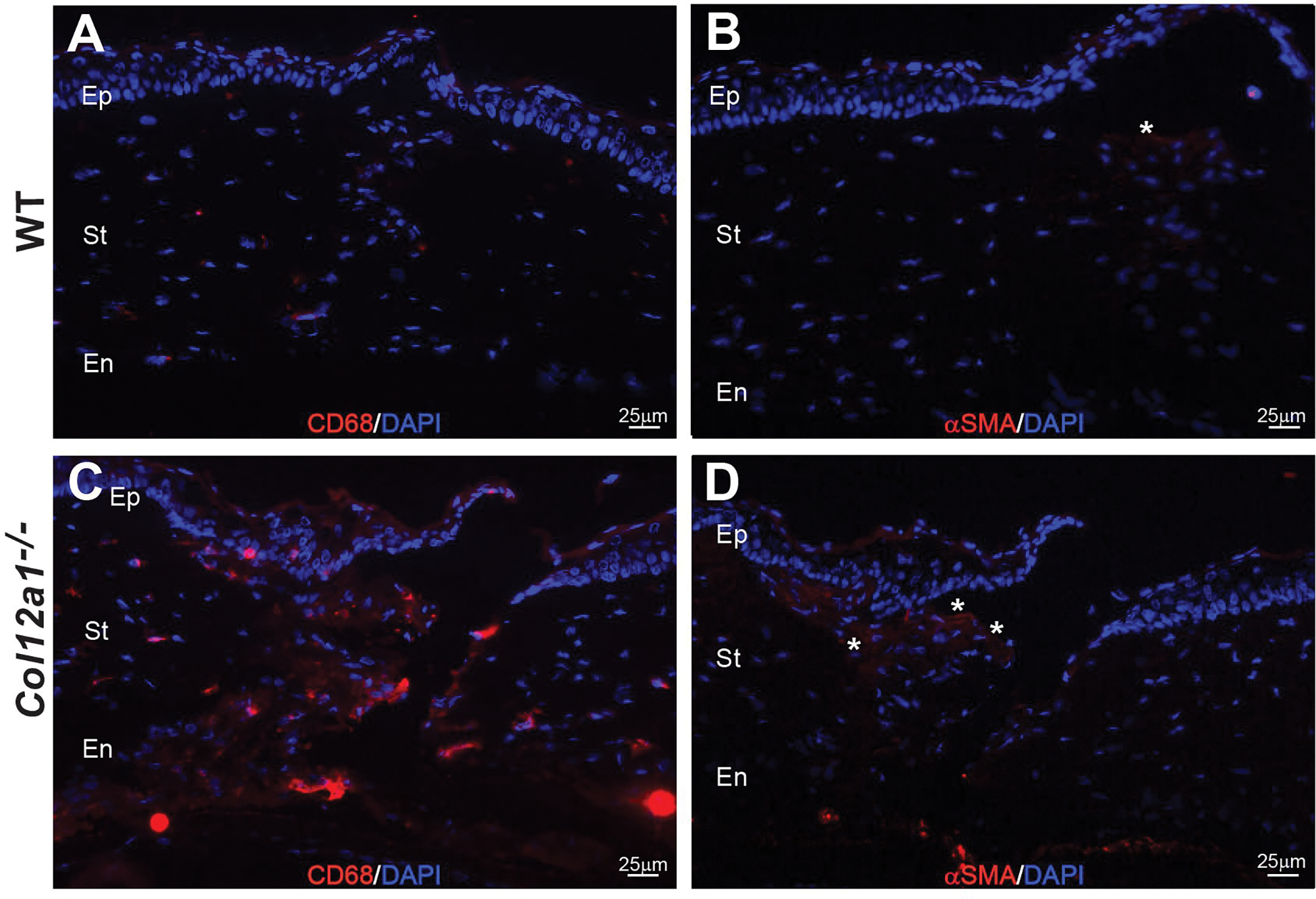 Figure 4: