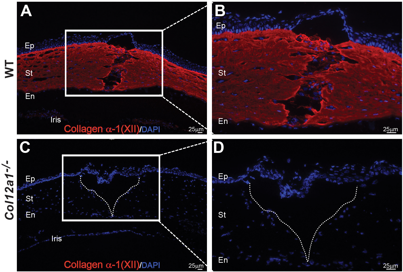 Figure 3: