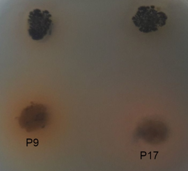 Fig. 6