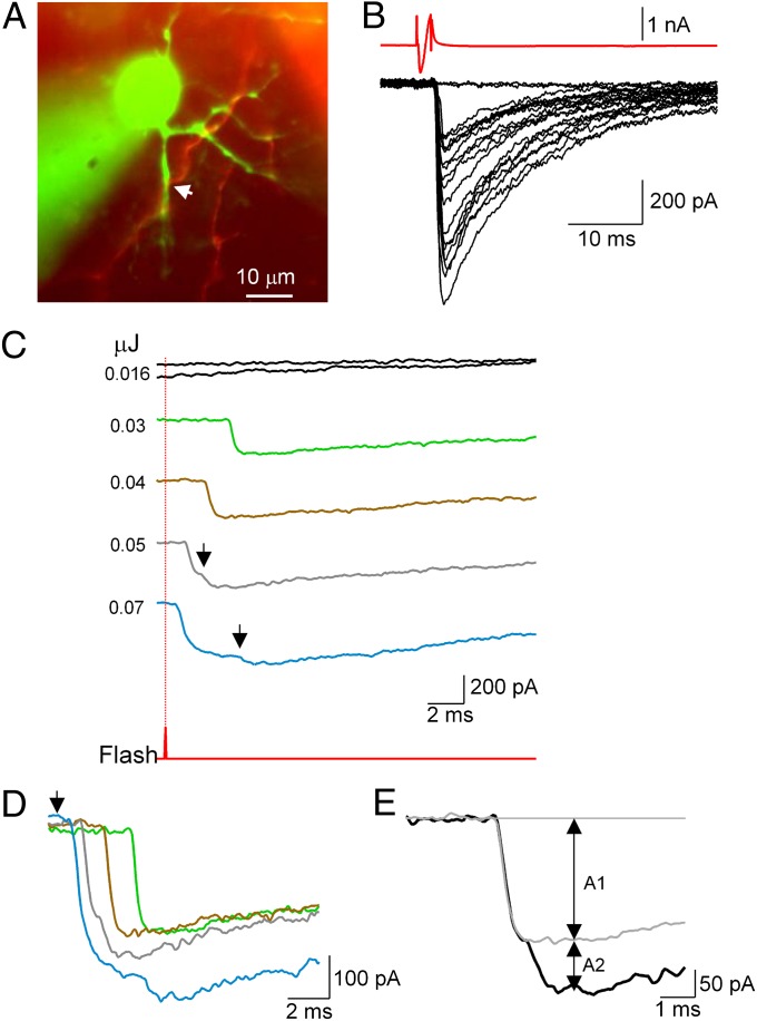 Fig. 3.