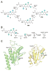 Figure 33