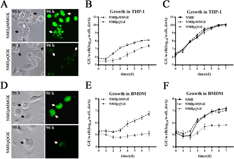 FIG 6