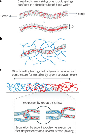 Box 2 Chain molecules in strong confinement or at high concentrations