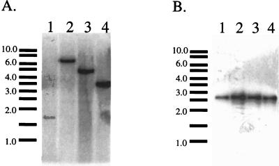 FIG. 6