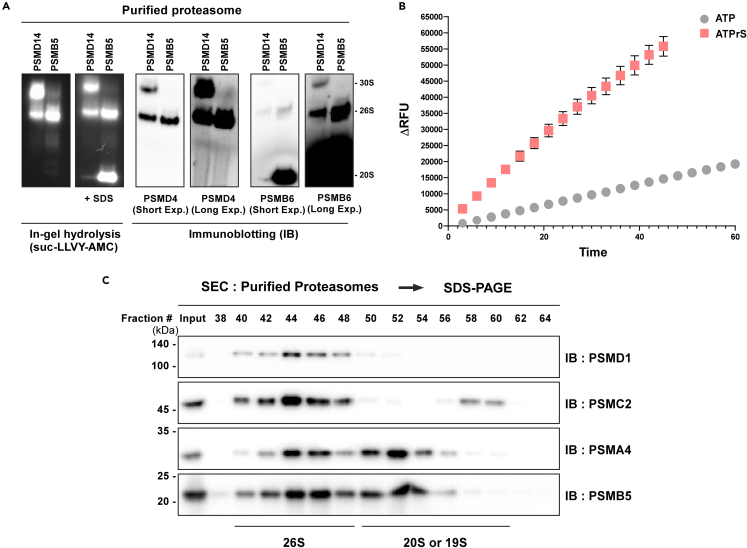 Figure 4