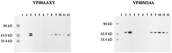 FIG. 6