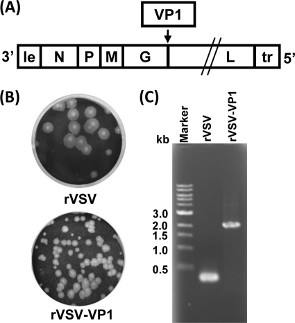 FIG. 1.