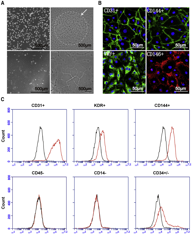 Figure 1