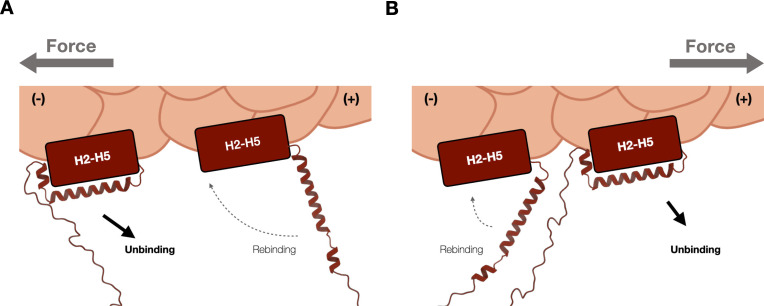 Figure 5—figure supplement 3.