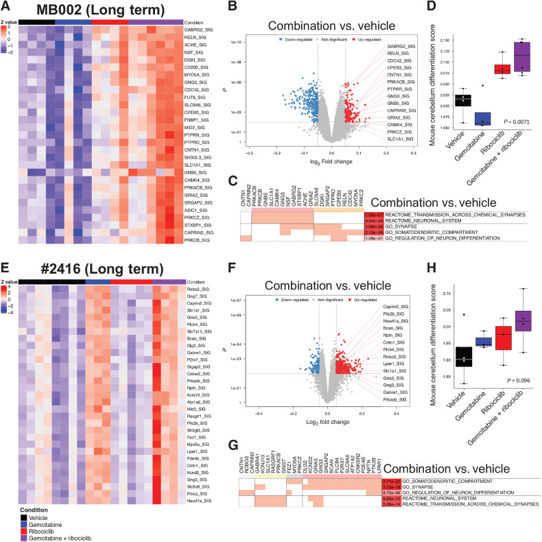 Figure 4. Long-term combination of ribociclib and gemcitabine increases the activity of genes involved in neuronal identity in G3MB. NetBID analysis and differentiation score of tumors from mice bearing PDOX MB002 (A–D) or mouse tumor #2416 (E–H) treated with vehicle (black bar), gemcitabine (blue bar), ribociclib (red bar), and gemcitabine and ribociclib (combination) (purple line). A and E, Activity heatmaps of a selection of genes from tumors for each treatment group. B and F, Volcano plots showing genes with differential activity in tumors treated with gemcitabine and ribociclib combination versus vehicle (network size > 25; P < 0.01 and logFC < -0.05 or logFC > 0.05). C and G, Clustering of genes in upregulated pathways. D and H, Differentiation scores for tumors for each treatment group computed from a single-cell RNA-seq dataset from the developing mouse cerebellum (Mann–Whitney test, gemcitabine + ribociclib versus vehicle).