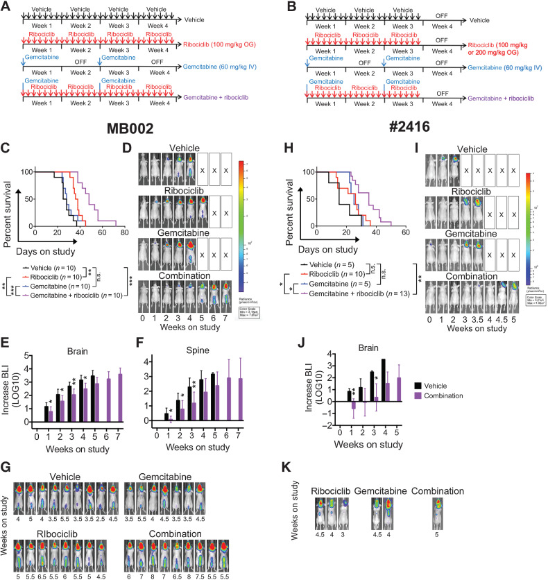 Figure 2. Combination therapy of ribociclib with gemcitabine improves survival of mice bearing G3MB tumors. A and B, Treatment schedules for human and mouse models, respectively. C—G, Mice bearing PDOX MB002 tumor cells treated with vehicle (black lines), ribociclib [100 mg/kg, continuous daily by oral gavage (OG), red lines], gemcitabine (60 mg/kg, i.v., day1 then every 2 weeks, blue lines), or the combination (purple lines) until moribund. H–K, Mice bearing mouse tumor #2416 treated with vehicle (black lines), ribociclib [100 or 200 mg/kg, day1–21 (3 weeks), OG, red lines], gemcitabine (60 mg/kg, i.v., day 1 then every 2 weeks, blue lines), or the combination of gemcitabine (60 mg/kg, i.v., day1 then every 2 weeks) with ribociclib (100 or 200 mg/kg, day1–21, OG, purple lines). Mice were treated with sequential cycles of therapy until moribund. C and H, Kaplan–Meier survival plots for all treatment groups. Comparison between treatment groups using log-rank test adjusted for multiple comparisons [not significant (n.s.), adjusted P ≤ 0.05 (*), adjusted P ≤ 0.005 (**), and adjusted P ≤ 0.0005 (***)]. Mice were censored if they died or required humane euthanasia not related to tumor and without preceding neurologic symptoms (e.g., death during sedation for imaging). Mice were imaged twice weekly by bioluminescence imaging (BLI). D and I, BLI pictures at different time points from enrollment through moribund stage represented for one mouse per treatment group. Mice were selected based on tumor and spinal growth median behavior. E, F, and J, BLI increase from enrollment (LOG10 transformation) for brain (E and J) and spine [F; Mann–Whitney test, P ≤ 0.05 (*), P ≤ 0.01 (**)]. For all BLI signal curves, see Supplementary Fig. S3. G and K, Endpoint BLI images of mice with visible spinal signal for MB002 (G), and #2416 (K), based on respective scales. Please note that the endpoint images of the vehicle and ribociclib mice presented in D were the same as in G where they are represented as part of all the mice imaged at endpoint in the study.