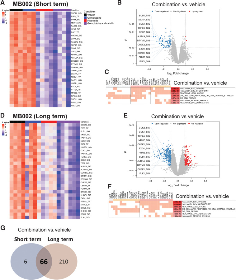 Figure 3. Combination of ribociclib and gemcitabine decreases the activity of genes involved in cell cycle regulation and DNA damage response in MB002 tumors. Mice bearing human MB002 PDOX treated with vehicle (black bar), gemcitabine (60 mg/kg, blue bar), ribociclib (100 mg/kg, red bar) or both (purple bar). Tumors were harvested on day 5 after short term treatment (A–C) or after long-term treatment at moribund stage (D–F). A and D, NetBID analysis to infer gene activity from RNA-seq data and a MB-specific interactome. Activity heatmaps of a selection of genes in tumors from the four treatment groups. B and E, Volcano plots showing genes with differential activity between tumors treated with gemcitabine and ribociclib versus vehicle (network size > 25; P < 0.01 and logFC < -0.05 or logFC > 0.05). C and F, Clustering of genes involved in down-regulated pathways. G, Venn diagram showing the number of differentially expressed genes from tumors treated with gemcitabine and ribociclib versus vehicle between short-term and long-term treatments.