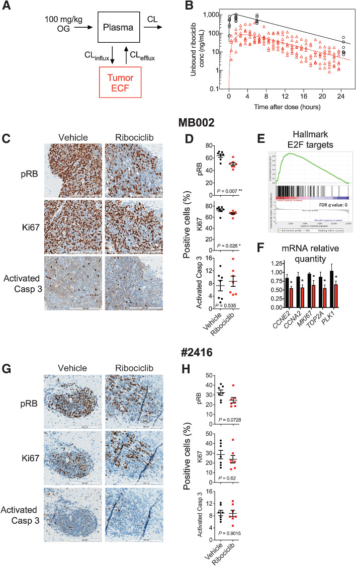 Figure 1. Ribociclib is brain penetrant and decreases pRB, Ki67, and the expression of E2F target genes in human and mouse G3MB tumors. A, Ribociclib plasma and extracellular fluid (ECF) model predictions in the mouse G3MB tumor #2416. B, Pharmacokinetic model structure. Unbound plasma concentrations (open black circles), mean model plasma predictions (solid black line), in tumor ECF concentrations (tECF, open red triangles), and mean model tECF predictions (dashed red line) in the mouse G3MB tumor #2416. CL, CL influx, CL efflux represents the elimination plasma to ECF influx and efflux clearances. OG, oral gavage; CL, clearance. Mice bearing human PDOX MB002 (C–F) or mouse tumor #2416 (G and H) tumors treated with vehicle or ribociclib (100 mg/kg), daily for 5 days and euthanized 4 hours post last dose. C and G, Representative IHC images tumors stained with antibodies against pRbSer807/811 (pRB), Ki67 and activated Caspase-3. D and H, Quantification of the percentage of positive cells for each staining [Mann–Whitney test, n = 7 per group for MB002 (D) and #2416, (H), P ≤ 0.05 (*), P ≤ 0.01 (**)]. Note: two untreated #2416 tumors added to #2416 vehicle group (H). E, Gene Set Enrichment Analysis (GSEA) showed significant depletion of HALLMARK_E2F_TARGETS in ribociclib versus vehicle-treated MB002 tumors. F, Relative mRNA level of selected E2F target genes quantified by qRT-PCR [Mann–Whitney test; n = 4 per group; P ≤ 0.05 (*)].