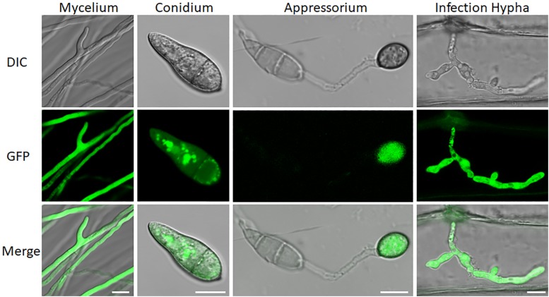 FIGURE 2