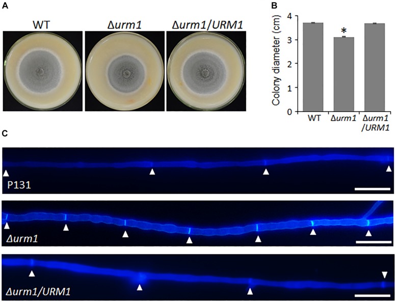 FIGURE 3