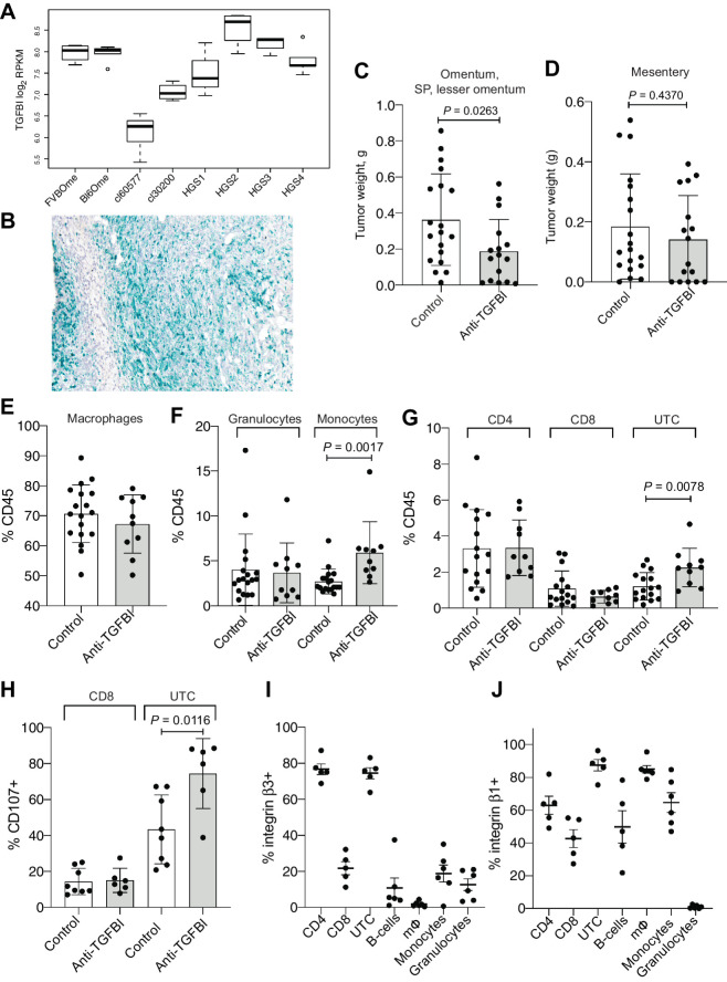 Figure 6. Effect of anti-TGFBI treatment in an in vivo model of HGSOC. A, Boxplot of Tgfbi gene expression in log2 read counts per million (RPKM) across healthy omentum of FVB (n = 4) and C57BL6 mice (n = 5) and omental tumors from the 30200 (n = 4), 60577 (n = 5), HGS1 (n = 3), HGS2 (n = 4), HGS3 (n = 4), HGS4 models (n = 5) from GSE132289. B, RNA-scope for TGFBI in an omental tumor from the HGS2 model. C and D, Omentum, SP, LO (C) and mesenteric (D) tumor weight for mice injected with HGS2 and treated for 3 weeks with anti-TGFBI, starting at week 7 (n = 18 for controls; n = 10 for anti-TGFBI treated). Statistical significance was determined using unpaired t test. E–G, Percentage of macrophages, granulocytes, monocytes, CD4, CD8, and UTC among CD45-positive cells in omental tumors from control-treated and anti-TGFBI–treated mice (n = 18 for controls; n = 10 for anti-TGFBI treated). Statistical significance was determined using t test. H, Percentage of CD8 and UTC cells positive for CD107a (surface staining) in omental tumors from control-treated and anti-TGFBI–treated mice. (n = 8 for controls; n = 6 for anti-TGFBI treated). Statistical significance was determined using t test. I and J, Percentage of cells positive for integrin β3 and β1subunits staining on different populations of immune cells infiltrating untreated omental tumors generated by injecting HGS2 (percentage of integrin-positive cells for each population, from n = 5 tumors).