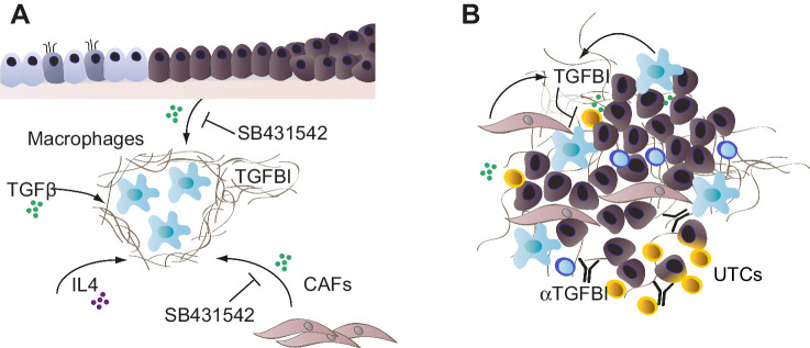 Figure 7. Potential actions of TGFBI in STICs and advanced HGSOC. A, In the early stages of transformation, FTSE cells in the FB induce TGFBI in macrophages, in part through the secretion of TGFβ. Once the secretory cells of the epithelium acquire a TP53 mutation, they may further upregulate integrins, such as αvβ3, that allows them to bind to overexpressed matrix proteins, such as TGFBI. IL4 secreted by Th2 T cells may play a role in the secretion of TGFBI by macrophages. Therefore, TGFβ signaling in the FB may prime macrophages to secrete TGFBI, which is an effector of an immunosuppressive microenvironment promoting transformed FTSE cell growth and STIC development. B, In established HGSOC tumors, TGFBI is produced by macrophages, and fibroblasts especially interact with unconventional T cells, UTCs in omental metastases. Anti-TGFBI antibodies stimulate UTC infiltration and activation in the tumor microenvironment.