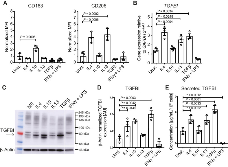 Figure 3. TGFBI expression and secretion by macrophages in vitro. A, CD163 and CD206 surface expression, determined by flow cytometry, in human monocyte-derived macrophages stimulated with the cytokines IL4, IL10, IL13, TGFβ, and IFNγ+LPS. Data (n = 3) shown are mean ± SD. Statistical significance was determined using one-way ANOVA with Dunnett multiple comparisons test. MFI, mean fluorescence intensity. B, TGFBI expression of monocyte-derived macrophages stimulated for 3 days. Data (n = 3) shown are mean ± SD. Statistical significance was determined using one-way ANOVA with Dunnett multiple comparisons test. C and D, Western blot analysis and quantification of TGFBI in cytokine-stimulated monocyte-derived macrophages. TGFBI band is indicated by the arrow. E, Secreted TGFBI levels by macrophages stimulated for 3 days measured by ELISA. Data (n = 3) shown are mean ± SD. Statistical significance was determined using one-way ANOVA with uncorrected Fisher LSD multiple comparisons test.