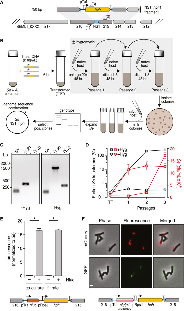 Figure 2