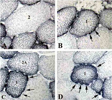 Fig 1.