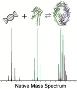 Graphical Abstract