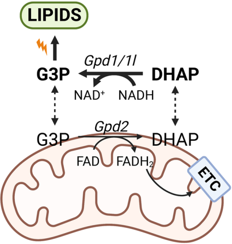 graphic file with name nihms-1888436-f0001.jpg