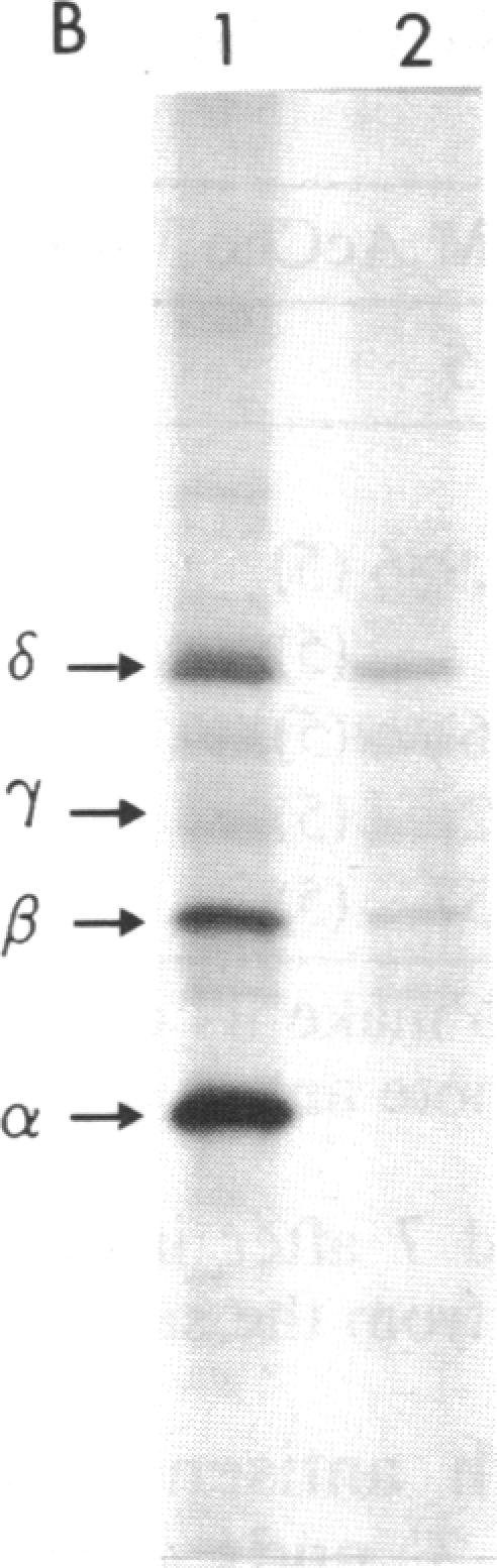 graphic file with name pnas00256-0342-a.jpg