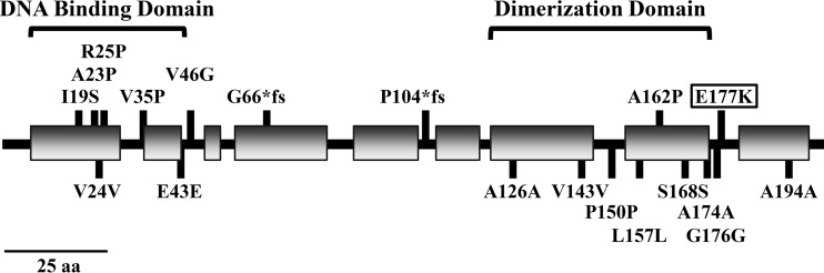 FIG 2