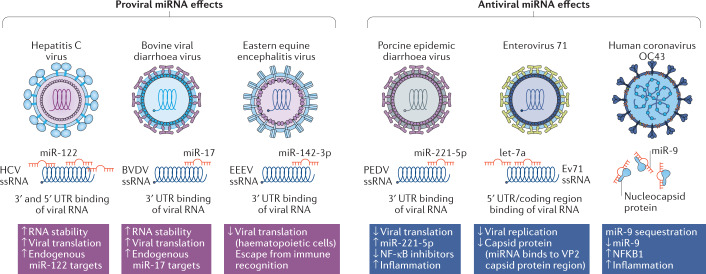 Box 3 Targeting RNA viruses with RNA-based therapeutics