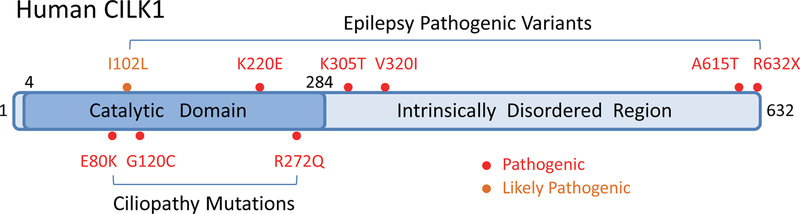 Figure 1: