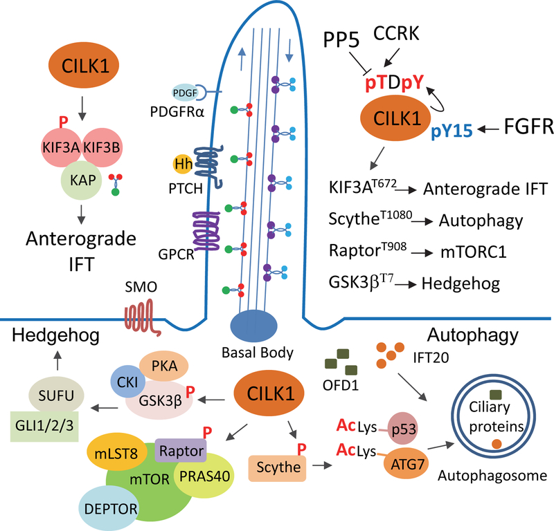 Figure 2: