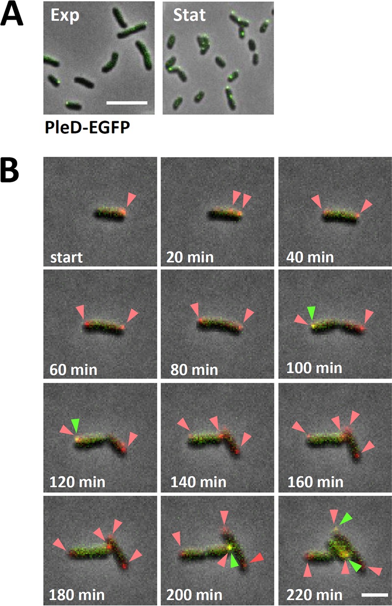 FIG 6