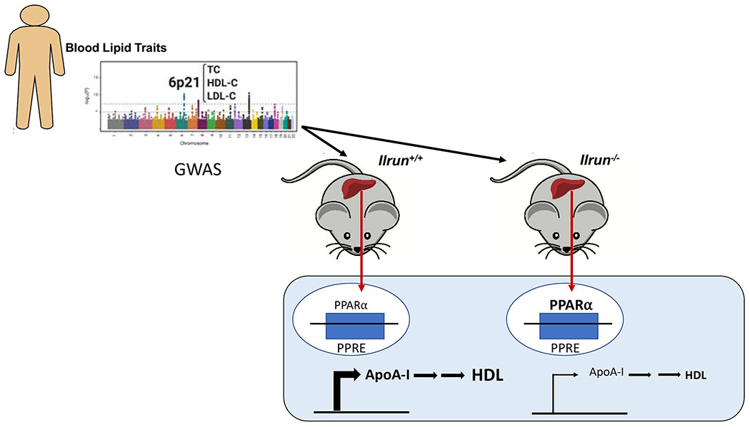 graphic file with name nihms-1637384-f0001.jpg