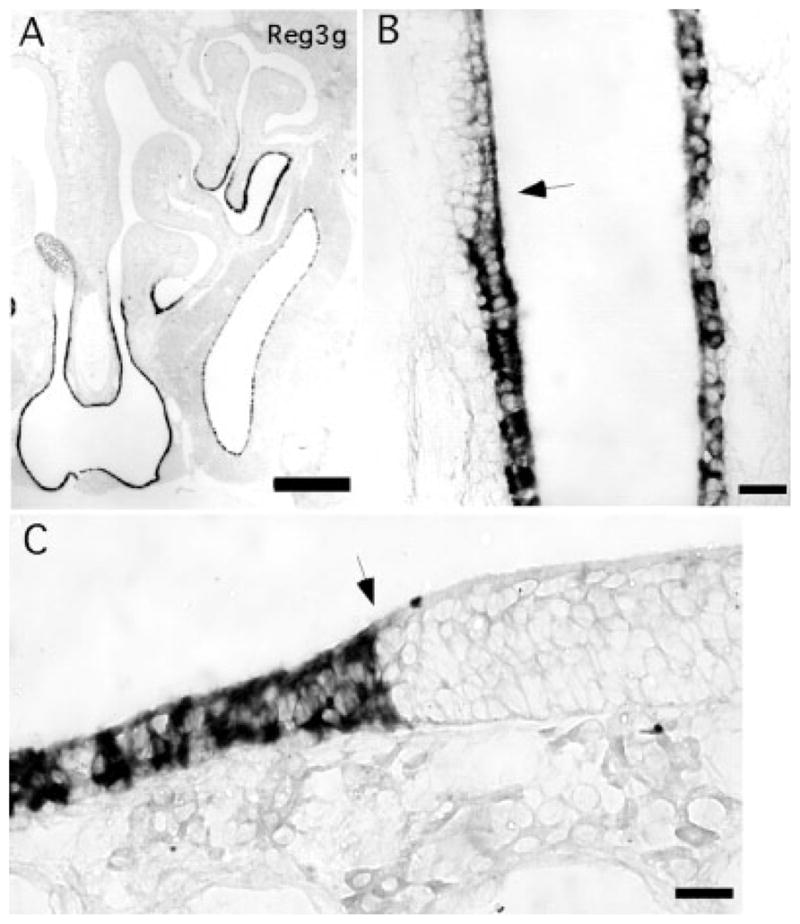 Fig. 9